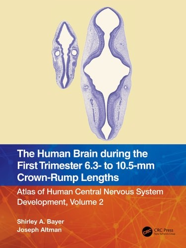 The Human Brain during the First Trimester 6.3- to 10.5-mm Crown-Rump Lengths: A